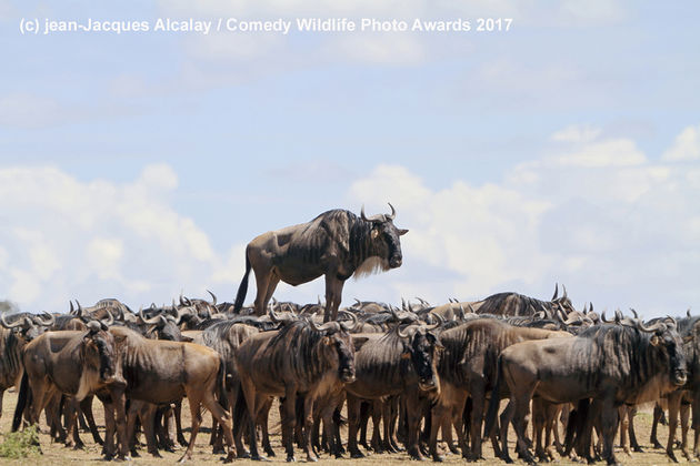 JEAN-JACQUES-ALCALAY_Animal-encounters_00003230
