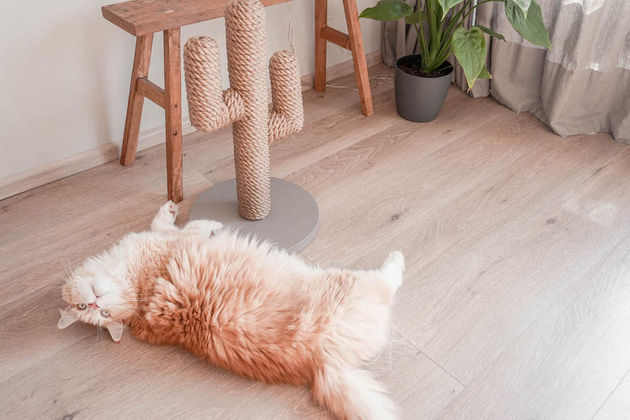 Kattenwebshop-Poezenbazen-Maine-Coon-Ike