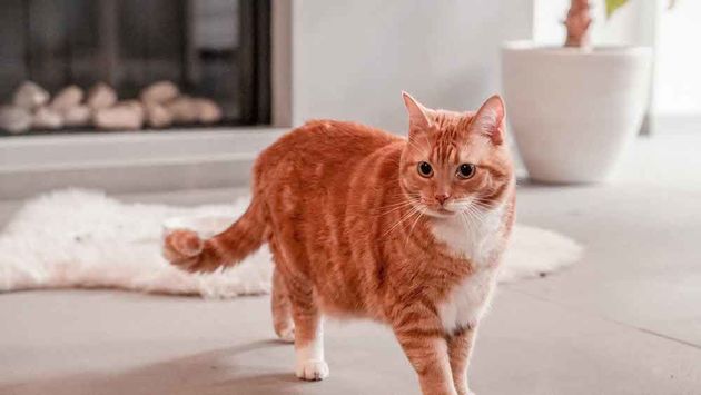 Kattenwebshop-poezenbazen-Poezenbaas-Rode-Kater-Gin