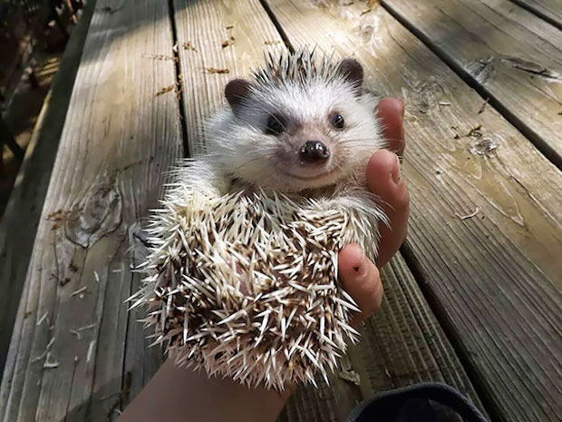 antwoord versterking lekken De 16 meest schattige foto's van lachende dieren