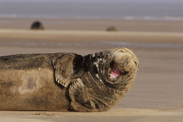 lachendedieren_6