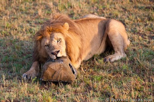 lion_biting_beetlecam