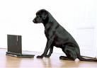 Lycos Europe over en uit