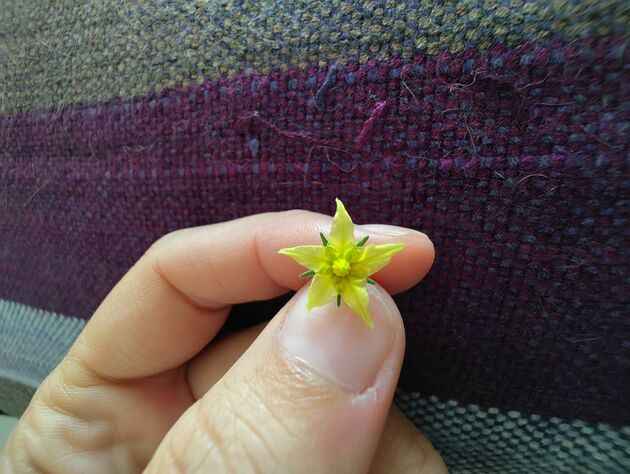 Macro