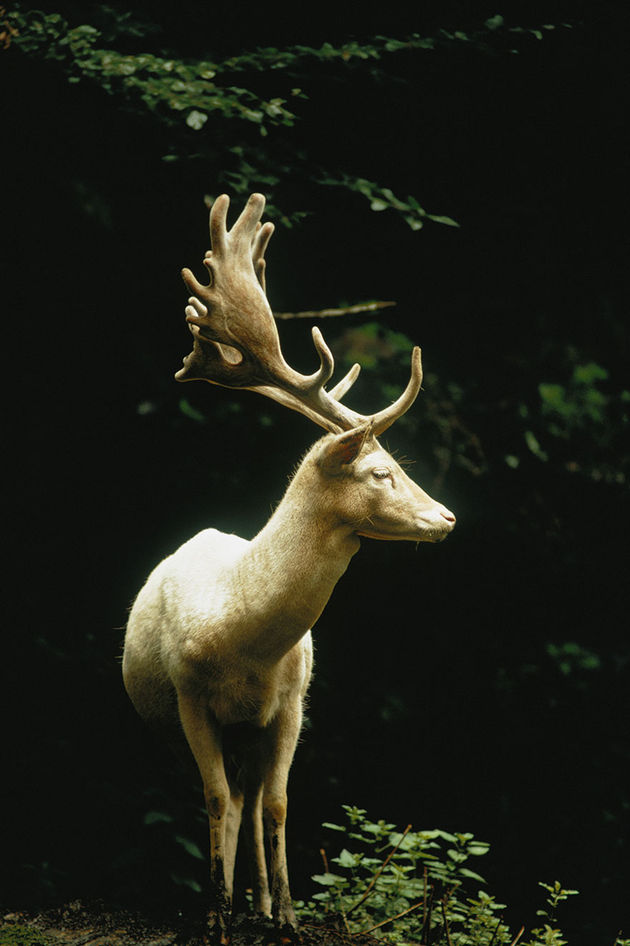 national-geographic-2