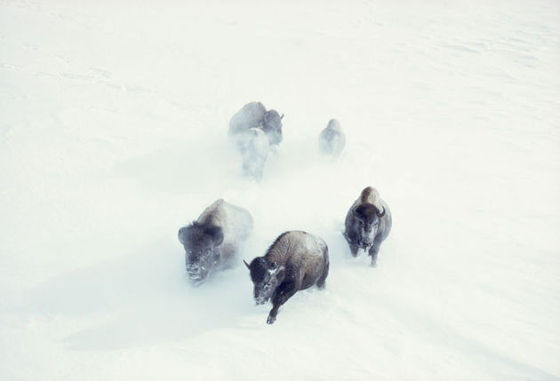 national-geographic-3