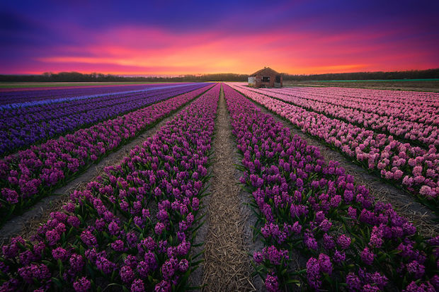 nederland_1