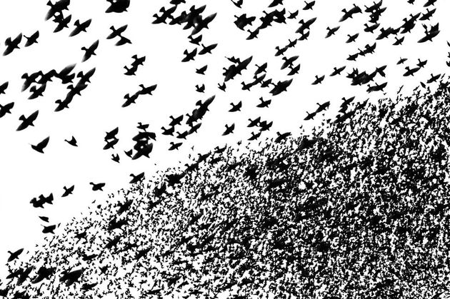 normal_inking_starlings