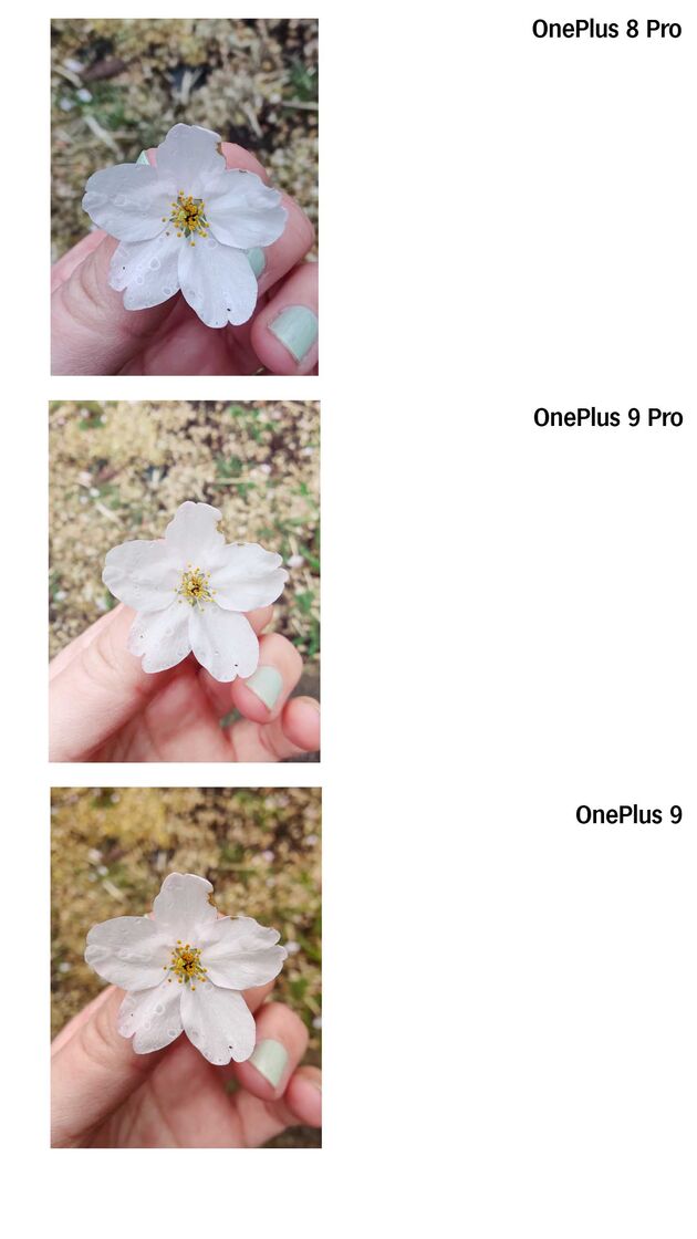 OnePlus9Macrofoto