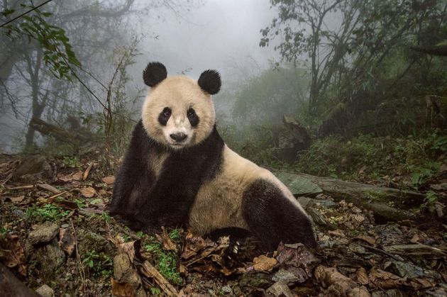 panda.adapt.1900.1