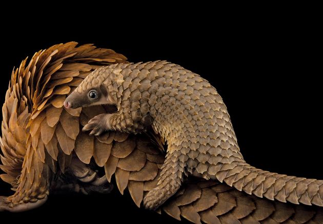 pangolin.adapt.1900.1