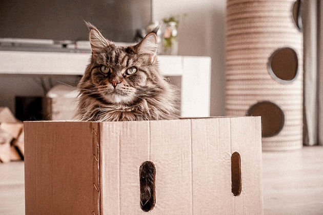 Poezenbazen-webshop-voor-katten