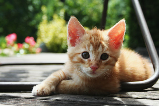 Red_Kitten_01