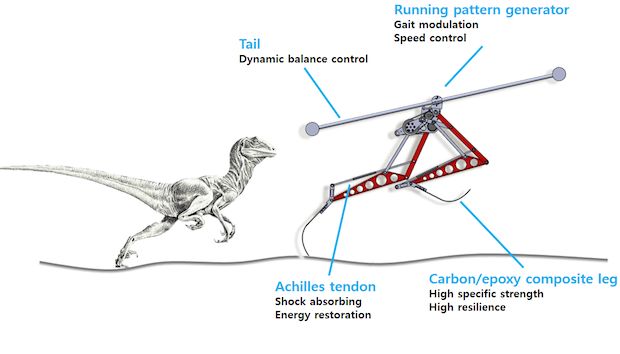Rennende robot, geïnspireerd door Velociraptor, haalt 46 km/u