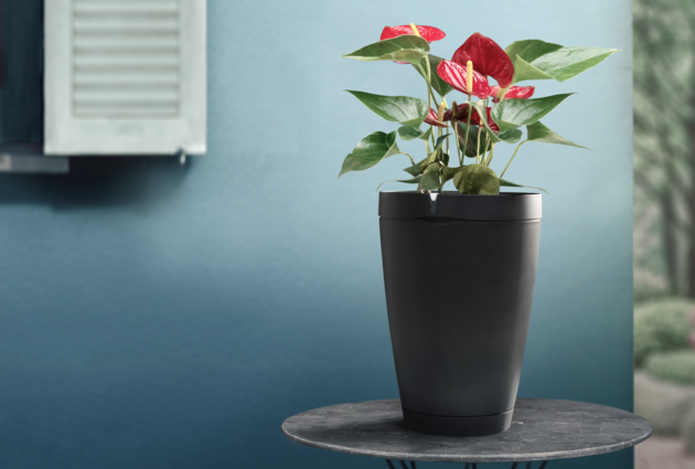 Parrot_Pot