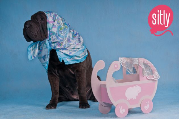 shar-pei-babysitter