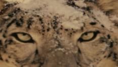 Snow Leopard Korte Uitpakparty