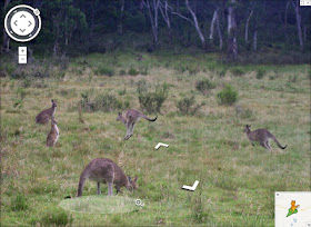 SV mock kangaroos grazing