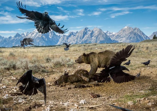 teton-grizzly-feeding.adapt.1900.1
