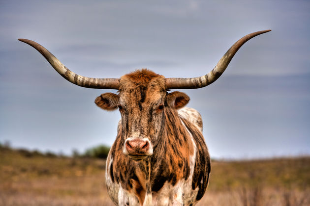 Texas-Longhorn