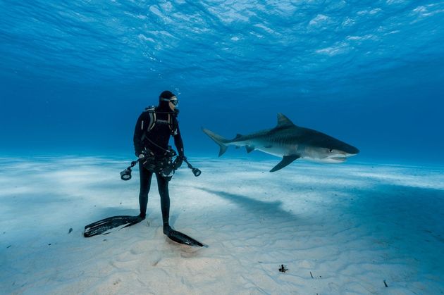 tiger-shark.adapt.1900.1
