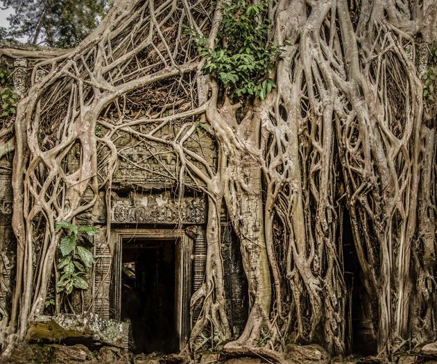 trees-take-over-the-temples-at-angkor-wat-by-kira-morris