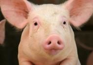 Twitter meldt varkensgriep in Rotterdam