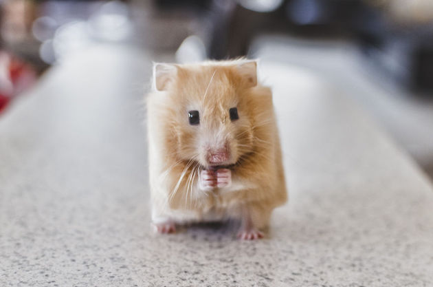 vierkante-muis