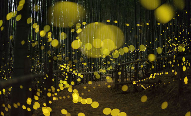 vuurvliegjes-japan-7