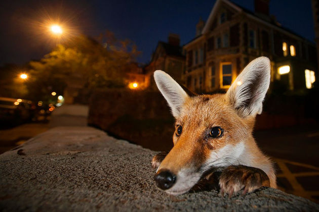 wildlife-photographer-of-the-year-2016-national-history-museum-10-57c824cc75d22__880