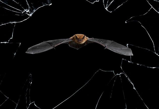 wildlife-photographer-of-the-year-2016-national-history-museum-7-57c824be06b87__880