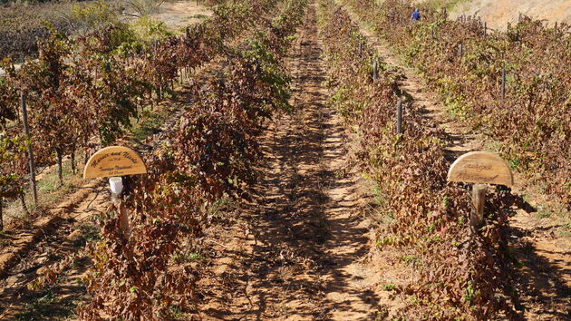 Winemaker_Experirience_wijnranken