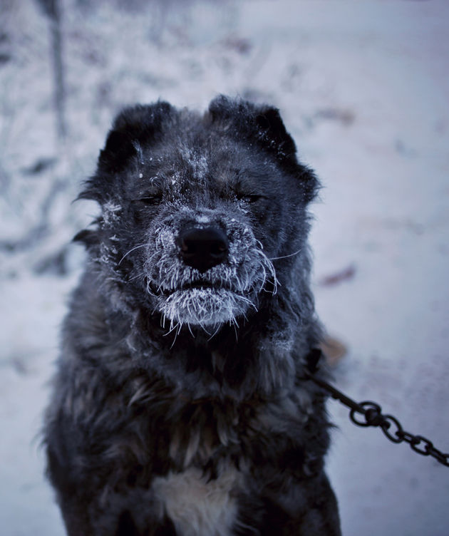 yakutsk-dog-coldest-place