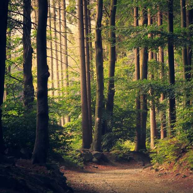 10 miljoen nieuwe bomen in Nederland