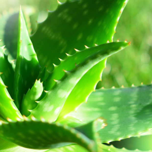 8 x gezonde lucht, thuis of op kantoor, met luchtzuiverende planten