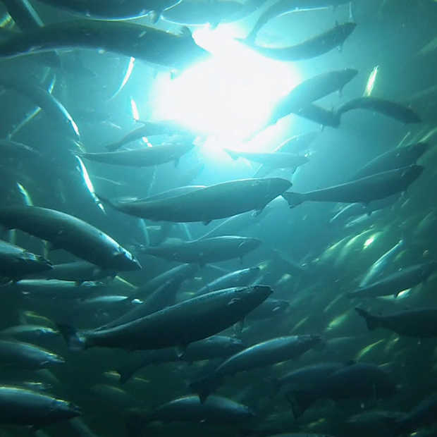 Signify helpt Australis Seafoods in Chili met onderwater LED-verlichting