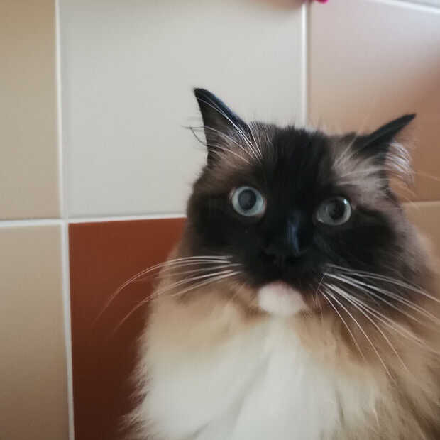 Avondklok voor katten: moeten we aan de slimme kattenluikjes?