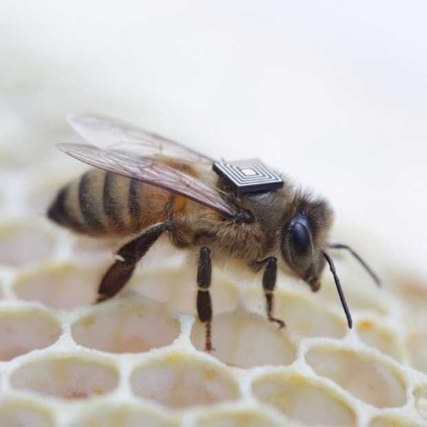 Duizenden bijen krijgen een 'trackingrugzakje'