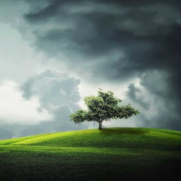 Kwart Nederlandse bomen staat niet in een bos