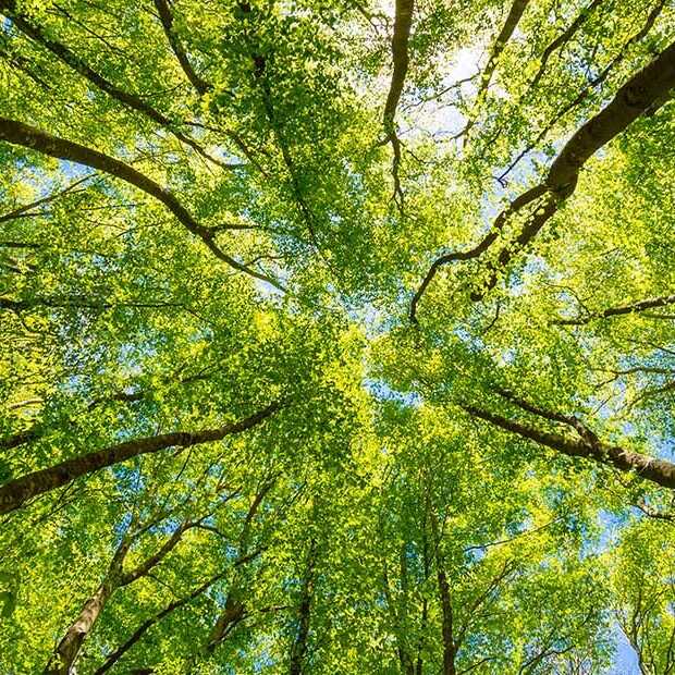 Dit is waarom we bomen planten om CO2-uitstoot te compenseren