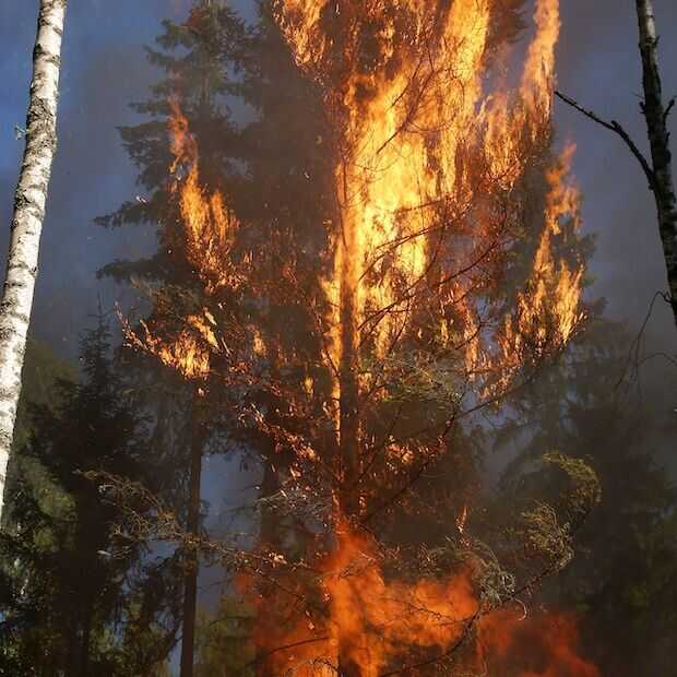 Californië gebruikt AI om bosbranden vroegtijdig op te sporen