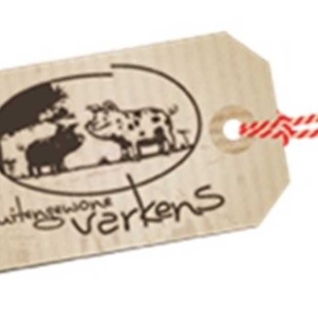 Buitengewone Varkens voelen tijdgeest goed aan