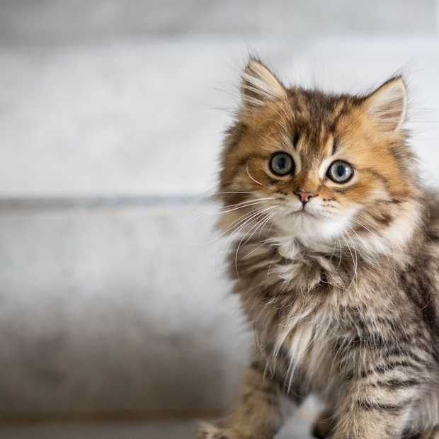 International Cat Day 2020: heb jij je kat vandaag al in het zonnetje gezet?