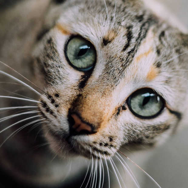 Goed Nieuws Vrijdag: katten uit de oudheid, Cursed op Netflix en plantaardige balletjes van IKEA