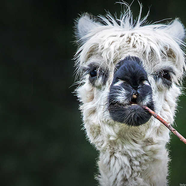 Grappige dierenfoto's? De winnaars van de Comedy Pet Photo Awards
