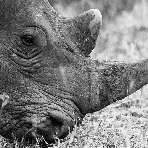 Dieren zijn drugs op het darkweb