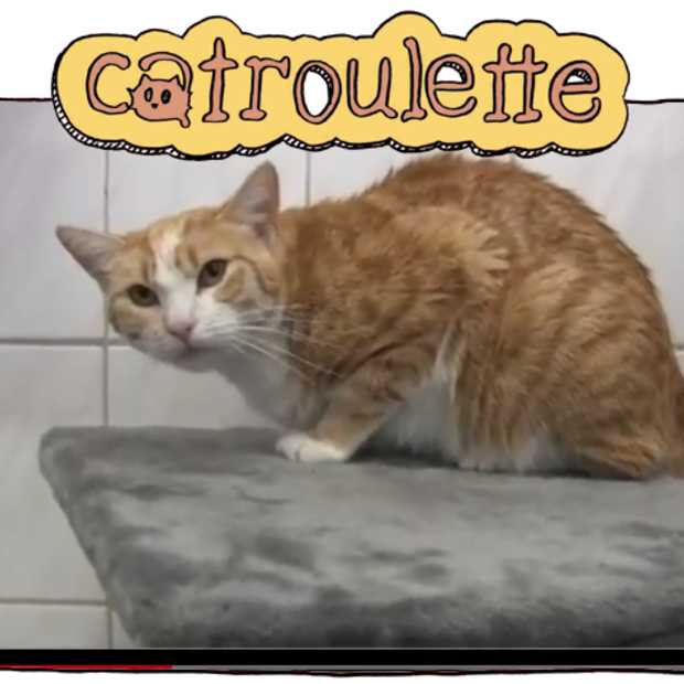 De opvolger van Chatroulette is Catroulette