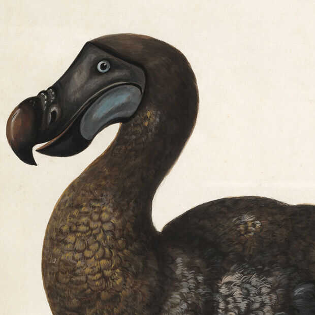 Scientists launch a project to bring back the dodo