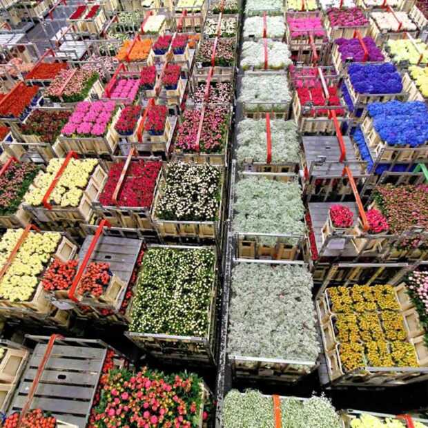 ​Dutch Flower Group vereenvoudigt online inkoopproces