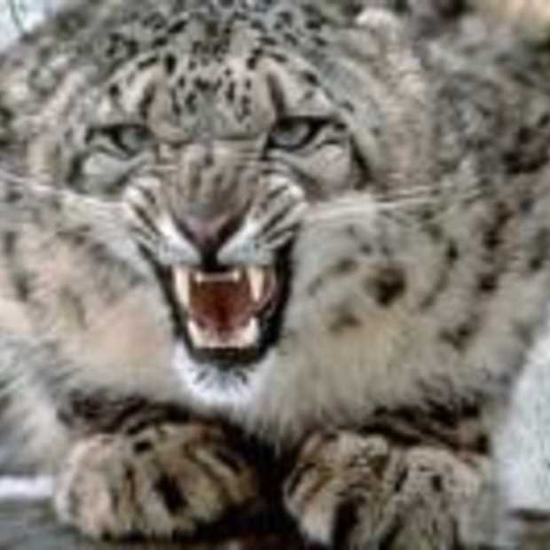 Fake Snow Leopard bevat Virus